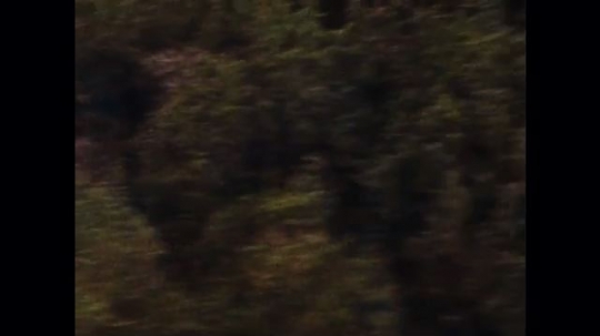 UNITED STATES: 1970s: view over woods from helicopter. Hands on helicopter controls. Man looks at ground. 