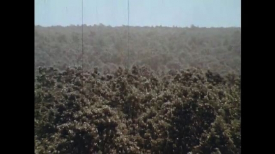 UNITED STATES: 1970s: view across tree tops in wilderness. 