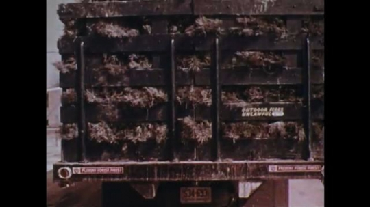 UNITED STATES: 1970s: plants stacked on back of truck. Man puts plant in ground. People work in field