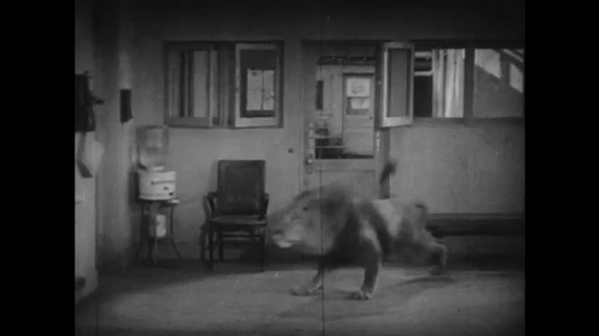1920s:  woman runs into room with woman telephone operator. lion paw grabs woman