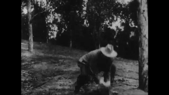 1910s: man with cowboy hat grabs lasso, runs through woods, throws rope over cliff and pulls. man with mustache tumbles down hill, dangles from tree banch and holds line.