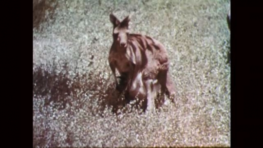 1950s: Female kangaroo walks around enclosure with joey in pouch. Joey pulls head into pouch. Baby alpaca looks around.