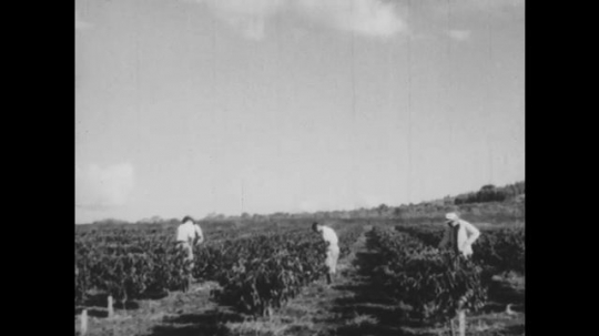 1930s: Four men walk around around the coffee tree plantation and inspect trees and ground. Two men take weeds from the ground with rake. A man rakes the soil with hoe.