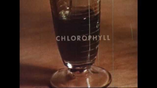 1950s: Chlorophyll fills glass cylinder. Text appears on screen. Scientist turns knob on equipment. Mushroom in dark soil.