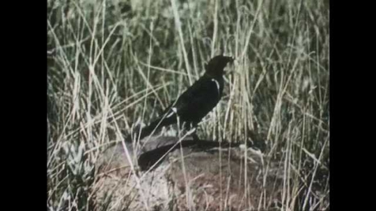 1950s: Blackbird in grass, takes insect to nest, feeds young. 