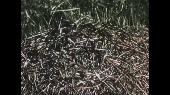 1950s: Ants swarming on pile of grass. Ants on ground. Ants swarming on grass. Close up of ants. 