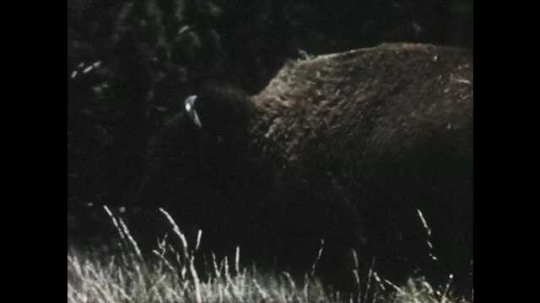 1950s: Bison walking through field. Night shot of wolves on rocks. Long shot of grassland. 