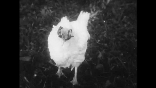 1950s: A chicken wears special glasses and moves its head. Old professor gives instructions to man with special glasses in the middle of a field. Field with a sign that says ??rivatweg??