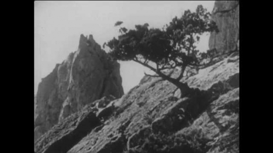 1960s: UNITED STATES: Tree grows on rock face. Sand dunes in desert. Lizard watches. Cactus plant. Birds on Earth.