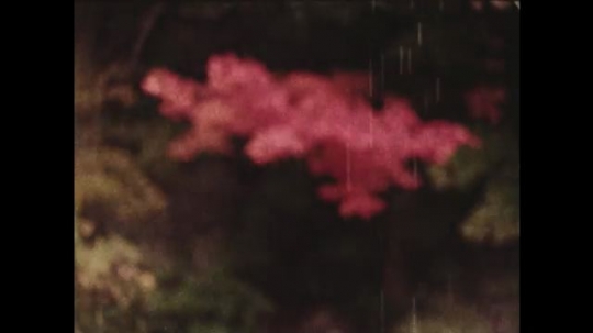 1970s: Trees in rain. Branch of pine tree in rain. Water drops from plant. Rain on plants. Stream flows. Lake in mountains. Stream flows down rocks. Tractor plows field. City buildings. Statue.