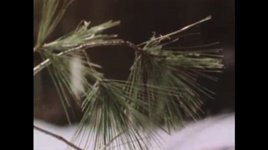 1970s: Rain falls on pine needle branches. Cloudy sky above trees. Raindrops fall on water.
