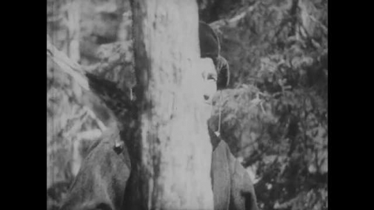 1950s: Man walks through woods, looks around. Bear looks around. Owl peers down from tree. Bear walks through woods. Man stalks bear.