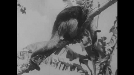 1950s: Anteater stands on a tree branch and looks down. Rattlesnake shakes its tail on the ground.