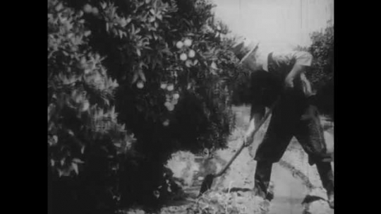 1930s: Farmer next to orange trees scrapes soil with shovel to clear ditch. Irrigation canal next to orange grove. Sprinklers in field irrigate crop. 