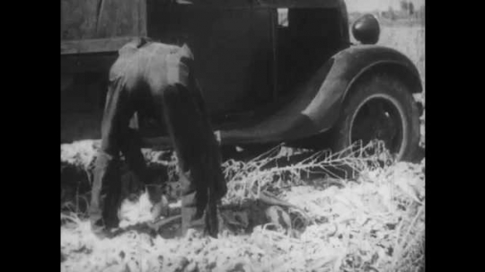 1930s: Croppers throws sugar beets on truck. Cropper holds beet in hands, looks at it, throws it onto truck. Truck full with beets drives off field. Field with ditches. Text 