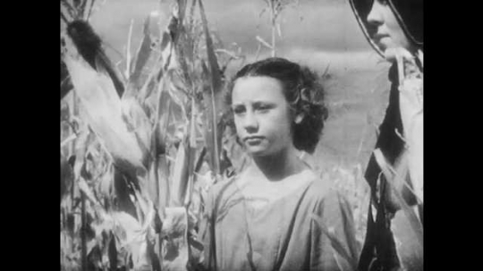 1940s: Woman and girl watch man peel ear of corn on stalk, girl smiles, they all walk through corn field. Boy holds reins, pulls bulls through field, man pushes tiller attached to back of bulls. 